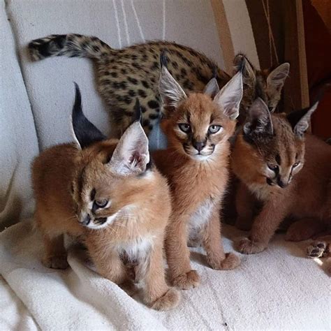 CARACALS. At Purrrfect Spot Cattery cats and kittens are available for sale. Browse our lovely breeds like Bengal Cat, Caracal Kittens & African Serval Kittens. Take your kitten today. 